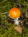 Fly agaric, Amanita muscaria poisonous fungus with orange cap in moss macro, selective focus, shallow DOF Royalty Free Stock Photo