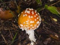 Fly agaric, Amanita muscaria poisonous fungus with orange cap in moss macro, selective focus, shallow DOF Royalty Free Stock Photo