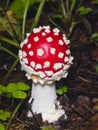 Fly agaric, Amanita muscaria poisonous fungus with red cap in forest macro, selective focus, shallow DOF Royalty Free Stock Photo