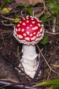 Fly agaric, Amanita muscaria poisonous fungus with red cap in forest macro, selective focus, shallow DOF Royalty Free Stock Photo