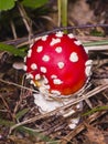 Fly agaric, Amanita muscaria poisonous fungus with red cap in forest macro, selective focus, shallow DOF Royalty Free Stock Photo