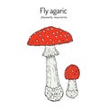 Fly agaric Amanita muscaria , poisonous and medicinal mushroom