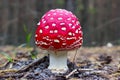 Fly amanita agaric mushroom in the forest Royalty Free Stock Photo