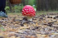 Fly amanita agaric mushroom in the forest Royalty Free Stock Photo