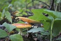 Fly agaric or fly amanita Amanita muscaria poisonous psychoactive mushroom. A toadstool with a red hat grows in the autumn