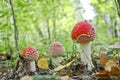 Fly agaric or fly amanita Amanita muscaria poisonous psychoactive mushroom. A toadstool