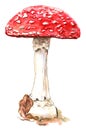 Fly Agaric Amanita Muscaria Red Mushroom Illustration