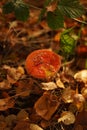Fly Agaric Amanita muscaria seen from above Royalty Free Stock Photo