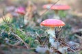 Fly agaric or amanita mushroom in the forest among out of focus mushrooms pine needles and moss close up Royalty Free Stock Photo