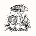 Fly agaric or amanita mushrooms group growing in grass, doodle black ink drawing, woodcut Royalty Free Stock Photo