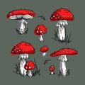 Fly agaric, Amanita, non-edible poisonous mushroom. Bright illustration in cartoon style. In red and green colors Royalty Free Stock Photo