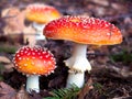 Fly agaric . Royalty Free Stock Photo