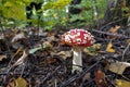Fly agaric in autumn forest close-up. Dangerous mushroom with red cap with white specks on white stalk.