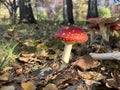 Fly agaric in autumn forest close up, poisonous mushroom