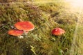 fly agaric in beautiful light Royalty Free Stock Photo