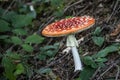 The fly agaric is a beautiful poisonous beauty 02