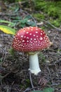 The fly agaric is a beautiful poisonous beauty 03