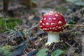 The fly agaric is a beautiful poisonous beauty