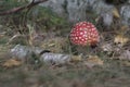 Fly agaric behind of the birch branch. crimson and pictureque