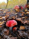 Fly agaric brothers in a forest clearing hide in the foliage from prying eyes