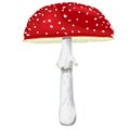 Fly-agaric with cap and leg