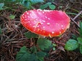 Close-up of a fly agaric