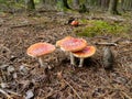 Fly agaric and cones on woodground Royalty Free Stock Photo