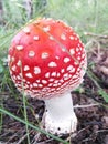 Fly agaric