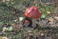 fly agaric, easily recognizable mushroom on the sunny glade, among the leaves of wild strawberry. picturesque couple with spotted