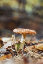 Fly agaric in fall forest closeup, fallen leaves, selective focus