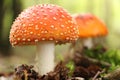 The fly agaric or fly amanita Royalty Free Stock Photo