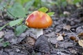 Fly agaric or fly amanita poisonous psychoactive mushroom. A toadstool with a red hat grows