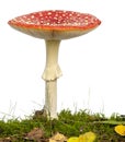 Fly agaric or fly Amanita mushroom