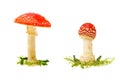 Fly agaric or fly Amanita mushroom on a white background Royalty Free Stock Photo