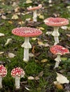 Fly agaric or fly Amanita mushrooms