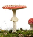 Fly agaric or fly Amanita mushrooms