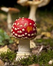 Fly agaric or fly Amanita mushrooms