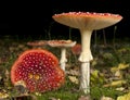 Fly agaric or fly Amanita mushrooms