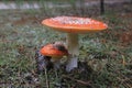 Fly agaric in the fores