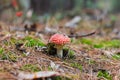 Fly-agaric in forest (Amanita poisonous mushroom)