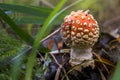 fly agaric in a forest clearing. beautiful poisonous mushroom. magic picture.