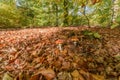 Fly Agaric on the forest floor in autumn. Amanita muscaria