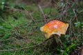 fly agaric in the forest floor