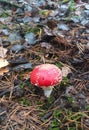 Fly agaric in the forest