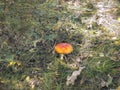 Fly agaric in a forest glade Royalty Free Stock Photo