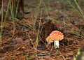 Fly agaric in the forest horizontal Royalty Free Stock Photo