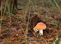 Fly agaric in the forest horizontal