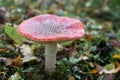 Fly agaric, forest mushroom in autumn day. Dangerous