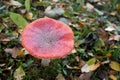 Fly agaric, forest mushroom in autumn day. Dangerous