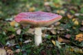 Fly agaric, forest mushroom in autumn day. Dangerous